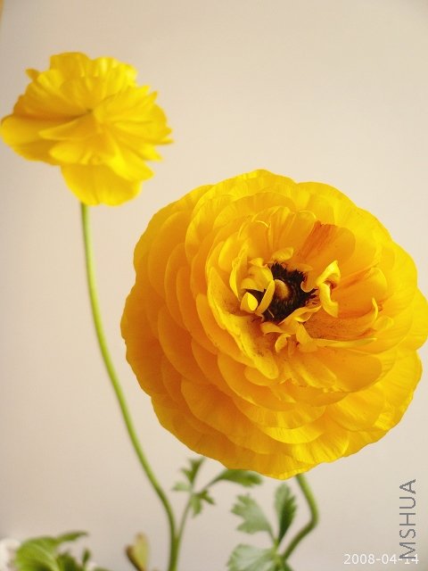 ������ȥ���ŵ�