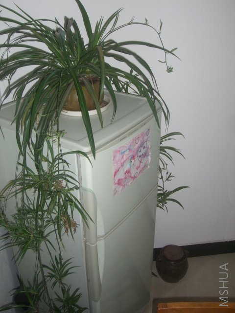 ��ת CIMG8679.JPG