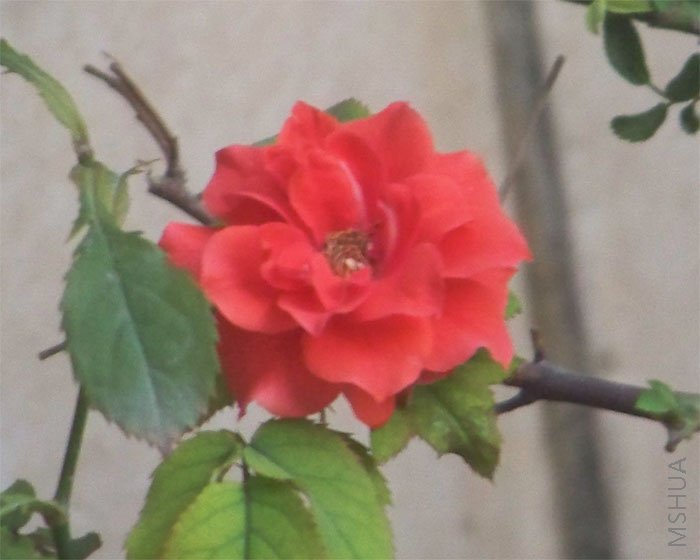 ԭ��������Ĵ�컨,����...