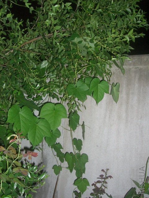 ��ת CIMG8665.JPG