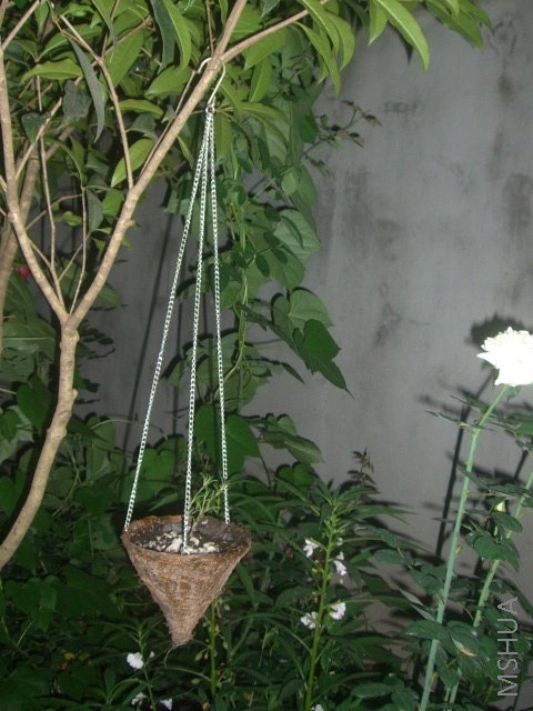 ��ת CIMG8669.JPG