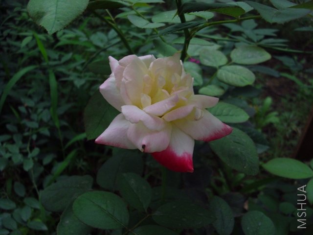 IMG_0167.JPG