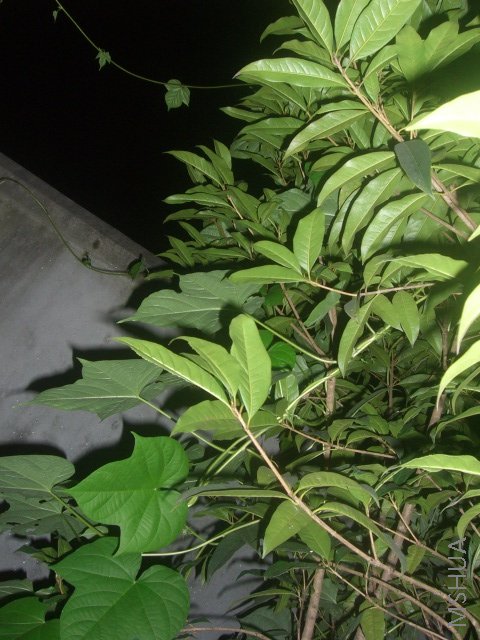 ��ת CIMG8664.JPG