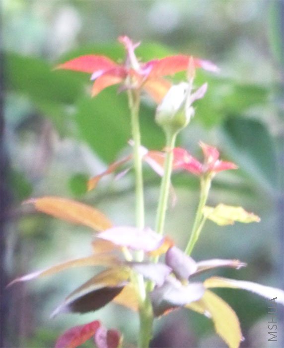 ��������ʮһ�仨��С������һ�ѻ�����