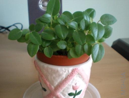 ����ʱ�͵��ܣ��ۣ�Ҷ��