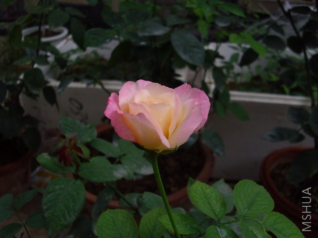 IMG_0169.JPG