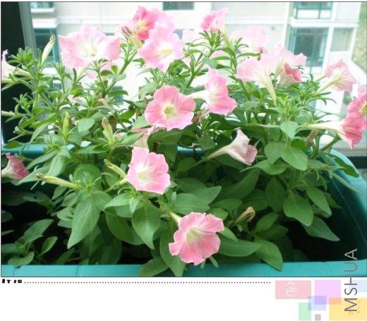 ������Ȼ���õ��峿�ٺ죬������ĺó���  �����·ݿ�������һ��Ҳû��˥�ܵļ���