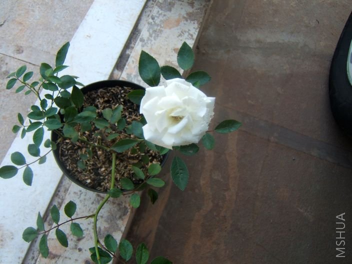 ��΢�£���׵ò���һ��İװ������������쿩�����ǺܺõĻ��Σ�