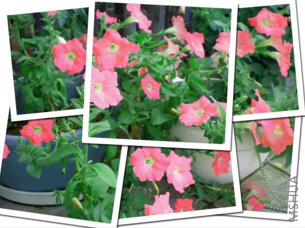 �ۺ쳿�� ��Ȼ������צ��