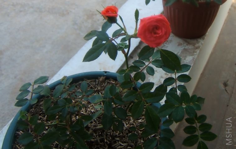 ��֪����ʲô�ġ����ӡ�΢�£���ɫԽ��Խǳ�ˣ�