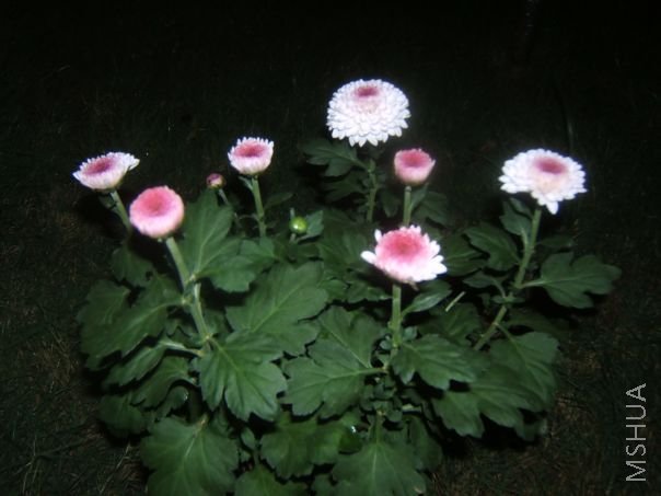 ��Ƭ 051.jpg
