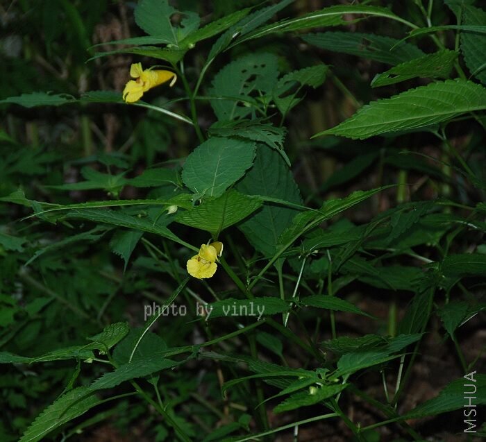 ��Ϫ���ĵģ���ɶ����