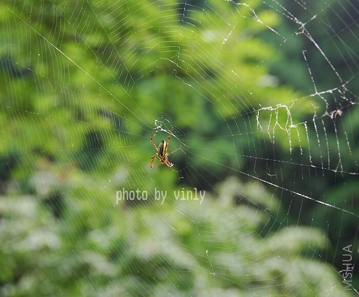 һֻ��֩����ɹ̫��