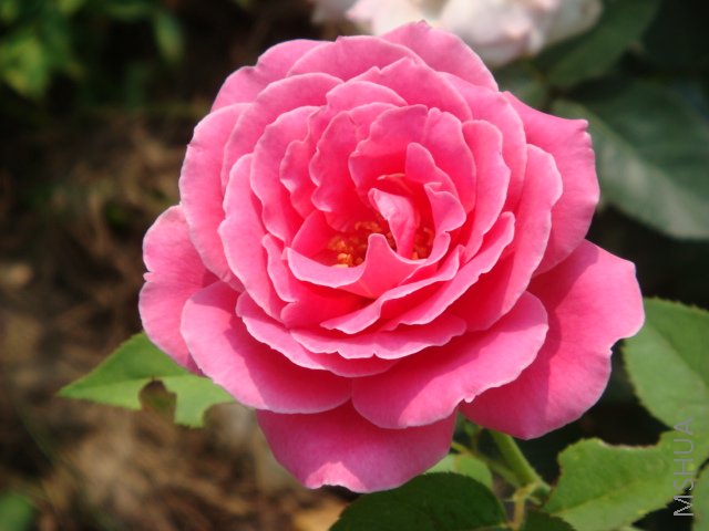 DSC03265.JPG