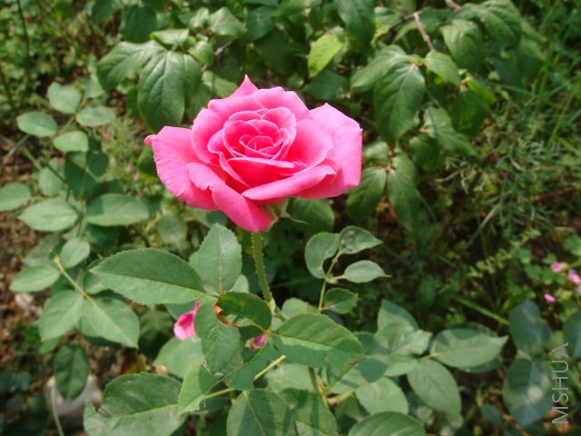 DSC03266.JPG