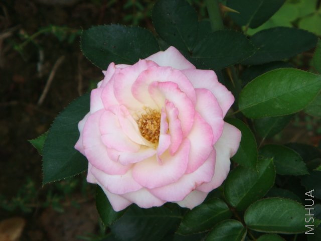 DSC03252.JPG