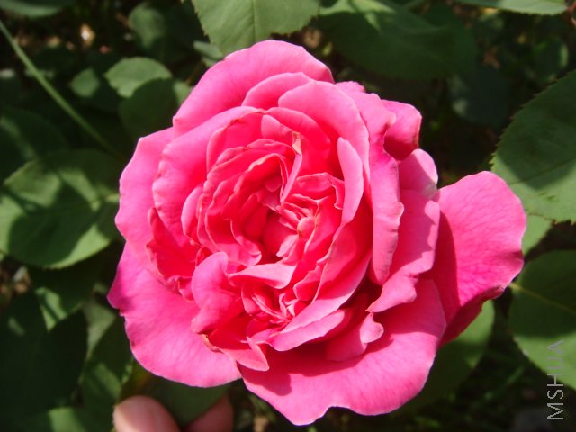 DSC02849.JPG