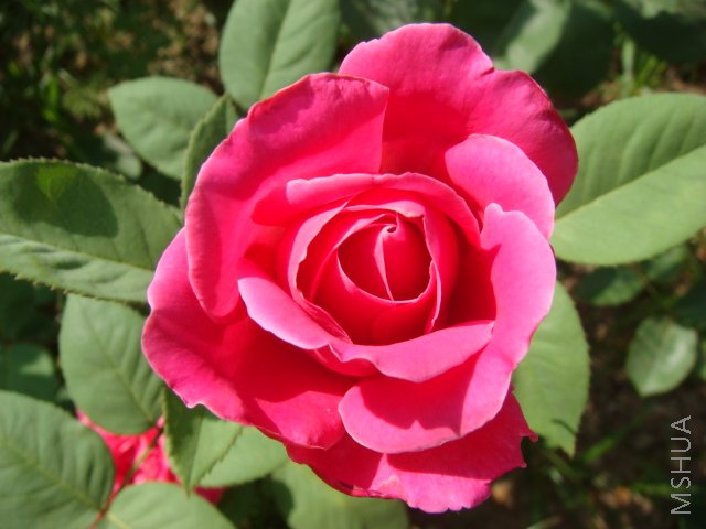 DSC02848.JPG