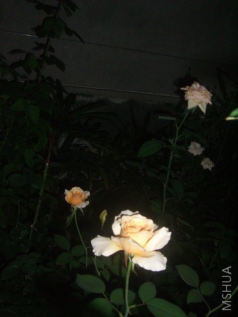 ��ת CIMG9047.JPG