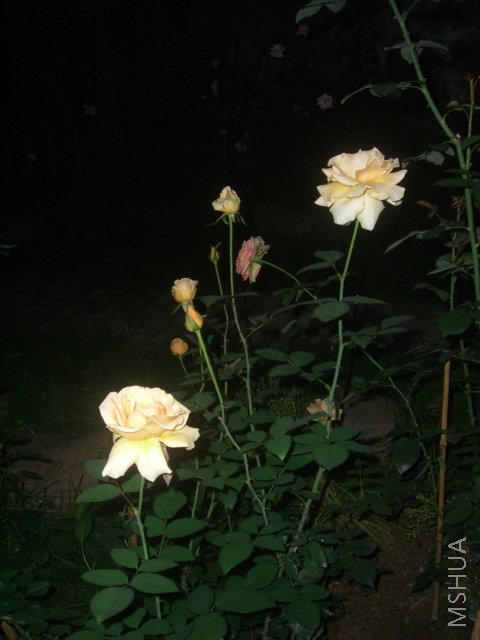 ��ת CIMG9107.JPG