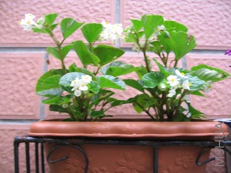 ��ɫ�ĺ���