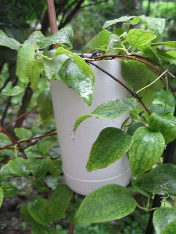 ��ѹ֦��������