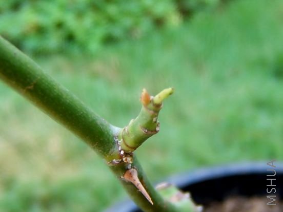��Ƭ 095.jpg