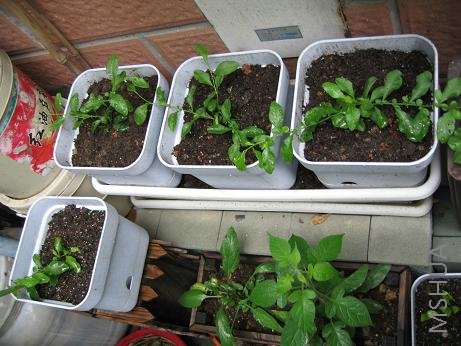 �˲����ѩ��������ֲ�ˡ�