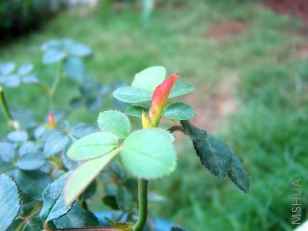 ��Ƭ 082.jpg