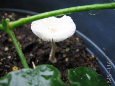 ��ˮ��ͳ�ĥ��