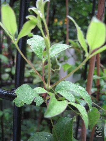 �����л�����˫����֦�ˡ�