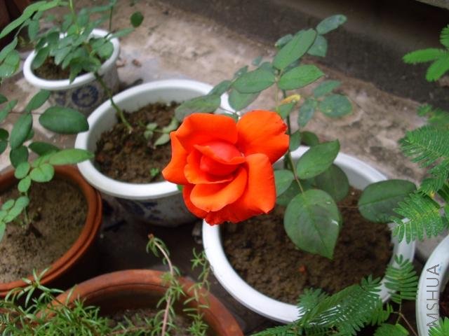 ��Ƭ 026.jpg