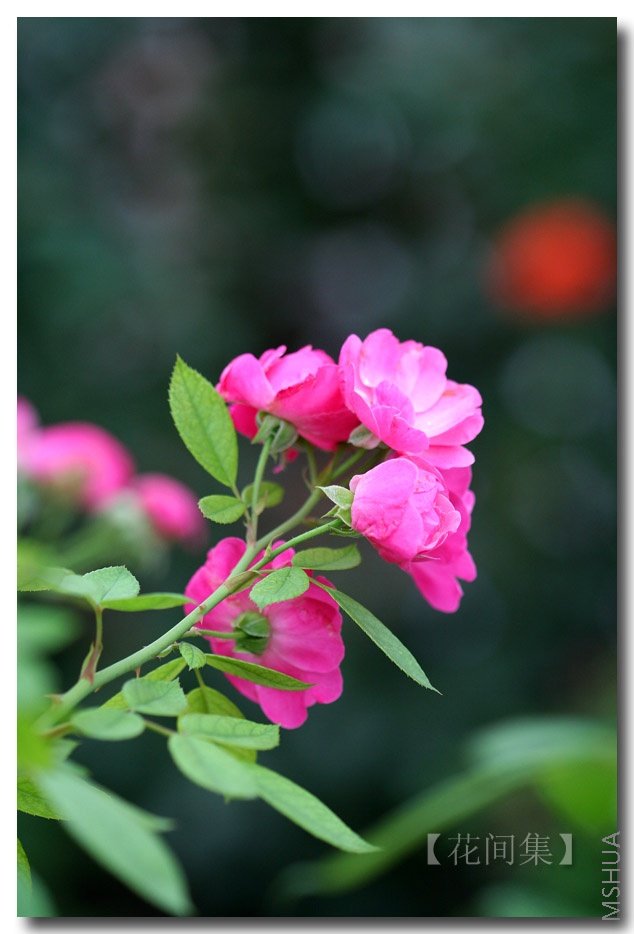 IMG_3866 ����.jpg