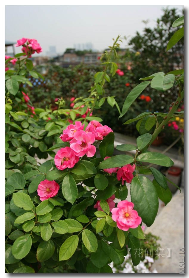 IMG_3484 ����.jpg