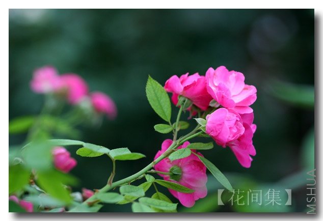 IMG_3865 ����.jpg