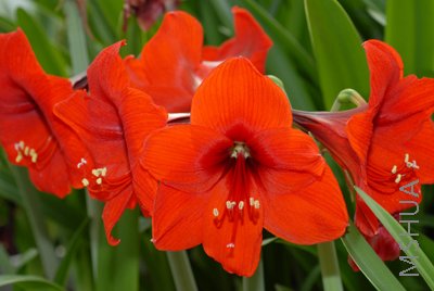amaryllis naranja.jpg