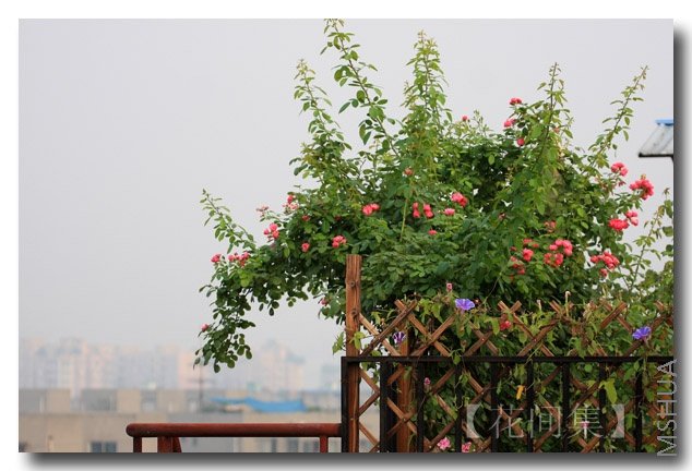 IMG_3850 ����.jpg