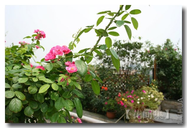 IMG_3489 ����.jpg