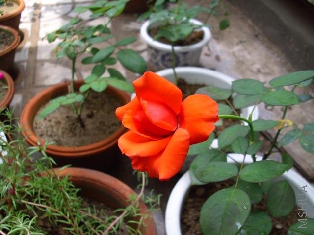 ��Ƭ 025.jpg