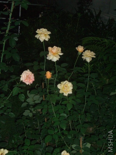 ��ת CIMG9142.JPG