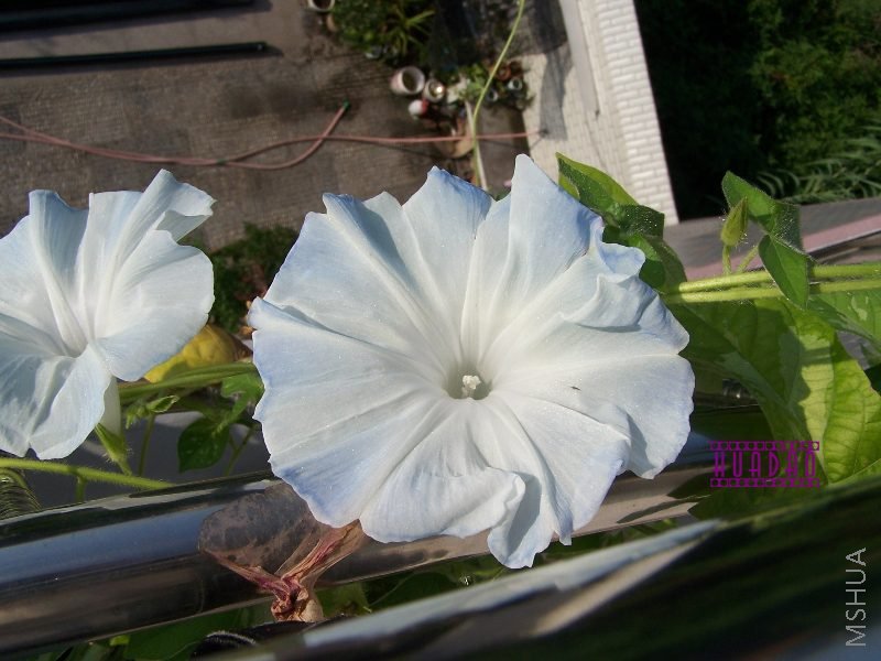 100_0781.JPG