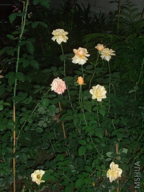 ��ת CIMG9145.JPG