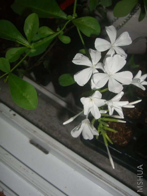 ��ת CIMG9134.JPG