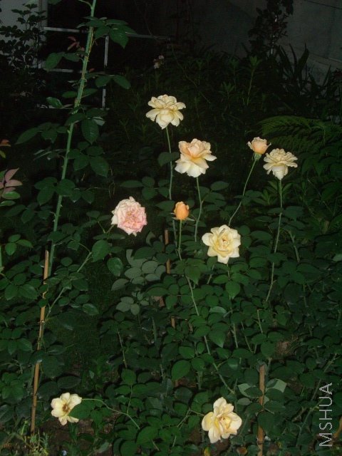 ��ת CIMG9143.JPG