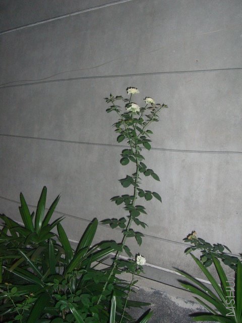 ��ת CIMG9159.JPG