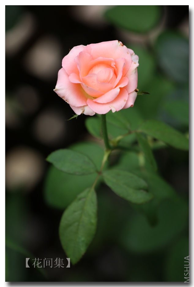 IMG_3878 ����.jpg