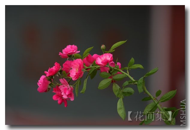 IMG_3896 ����.jpg