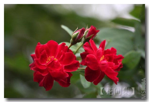 IMG_3877 ����.jpg