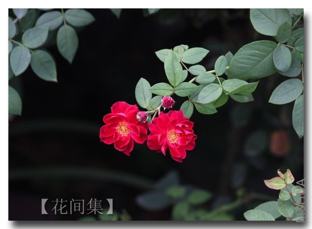 IMG_3881 ����.jpg