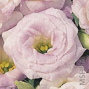 008.Lisianthus Cut Flowr Abc 2-3 Blue Blush.jpg